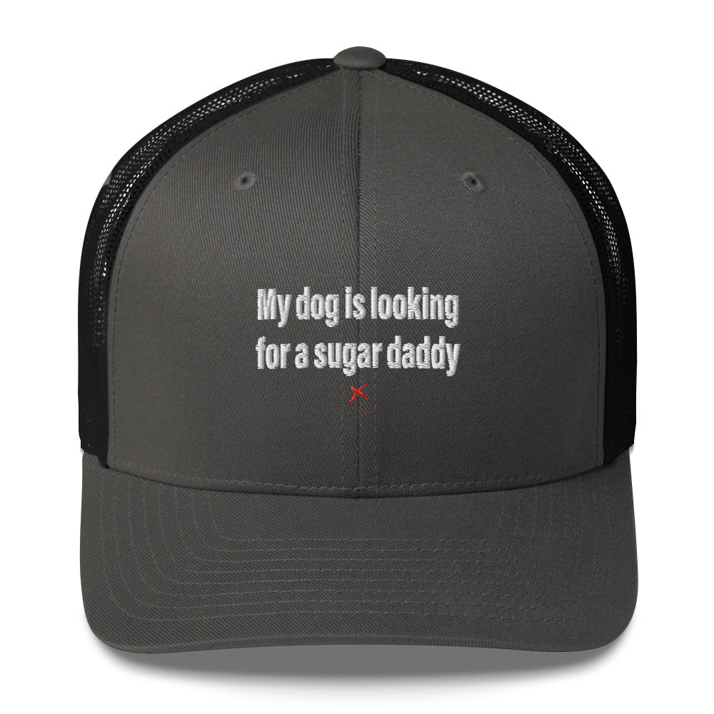 My dog is looking for a sugar daddy - Hat